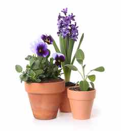 色彩斑斓的春天花三色紫罗兰风信子锅