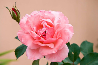 粉红色的玫瑰布鲁姆
