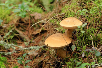 蘑菇苏伊勒斯牛日益增长的森林苏伊勒斯牛