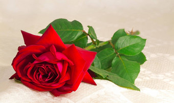 花红色的玫瑰叶子背景白色丝绸