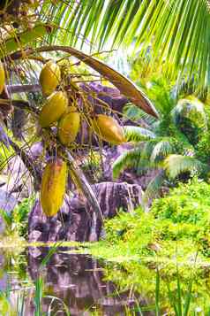 水果香蕉棕榈异国情调的度假胜地