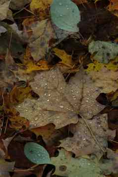 秋天叶子森林地板上