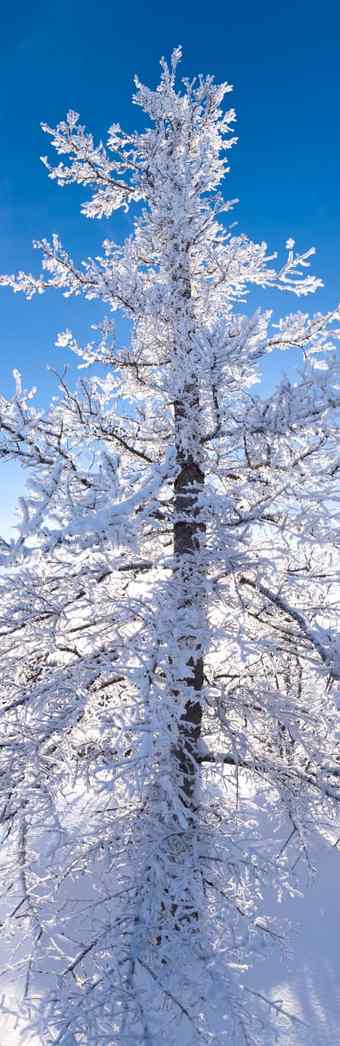 冬天泰加林黑色的云杉树<strong>灰白色</strong>霜覆盖