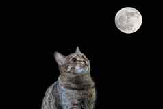 猫月亮