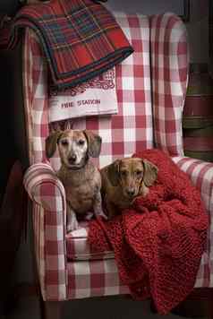 腊肠犬红色的网纹椅子