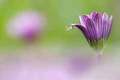 蜘蛛旋转音节线程紫色的花瓣