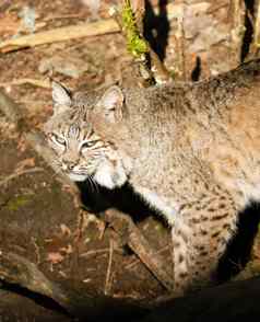 野生动物山猫走跟踪森林