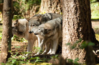 野生动物狼包站玩北美国野生动物