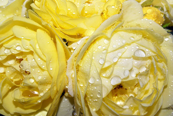 湿黄色的玫瑰