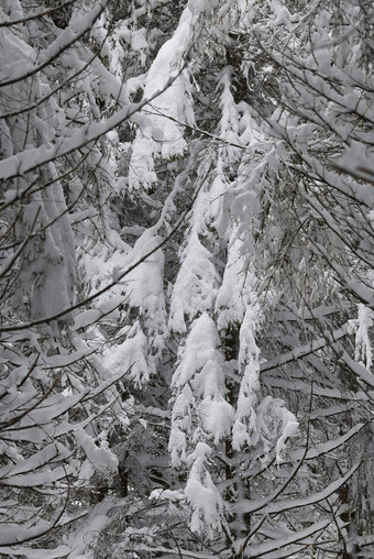 挪威<strong>云杉云杉</strong>excelsa覆盖雪