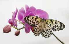 热带蝴蝶粉红色的兰花白色背景