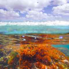 地中海水下海藻藻类denia哈维亚