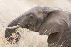 非洲大象头