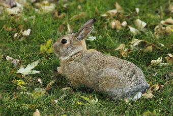 东部棉尾兔兔子