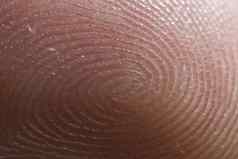 放大人类指尖显示螺纹型汗水腺指纹