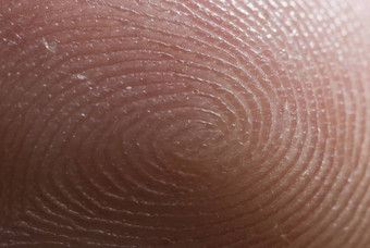 放大人类指尖显示螺纹型汗水腺指纹