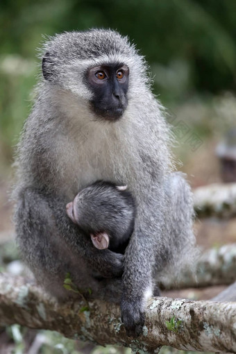 婴儿育肥<strong>猴子</strong>妈妈。