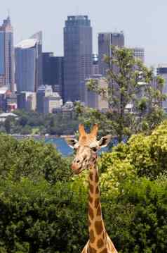 长颈鹿令人难以置信的视图悉尼