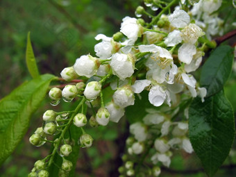 鸟樱桃花雨滴