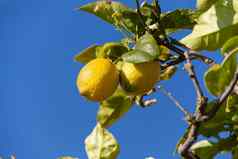 新鲜的柠檬柠檬树蓝色的天空自然夏天