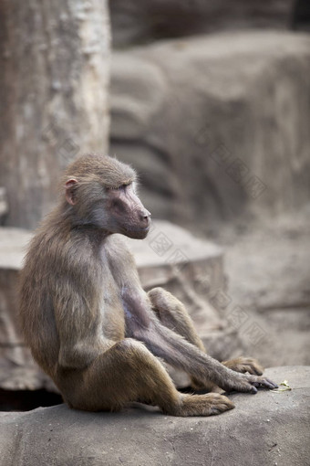 猴子坐着岩石