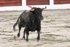 捕获数字勇敢的牛斗牛西班牙