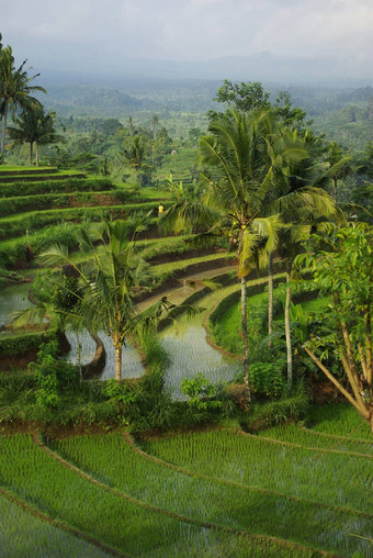 景观年轻的浇水ricefield