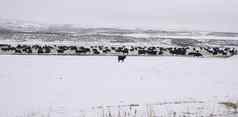 国内农场动物牛冬天景观冻国家牧场