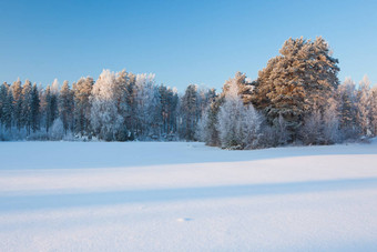 雪冬天景观场森林