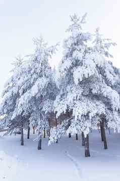 树完整的雪