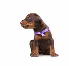 杜宾犬小狗紫罗兰色的丝带孤立的白色