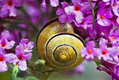 蜗牛粉红色的蝴蝶布什花