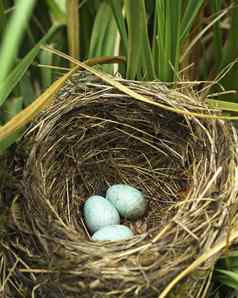 黑鸟鸡蛋巢