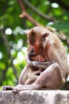 妈妈。猴子母乳喂养婴儿