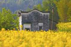 农村景观wuyuan