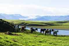 冰岛马冰岛冰岛马被称为
