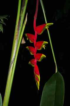 热带花被称为天堂鸟巴厘岛岛