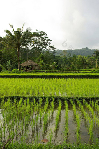景观年轻的稻田巴厘岛