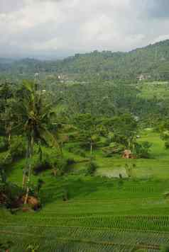 景观年轻的浇水稻田巴厘岛