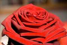 花红色的玫瑰明信片