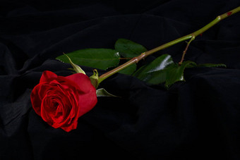 红色的玫瑰花开花黑色的