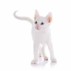 白色小猫蓝色的眼睛成本白色背景