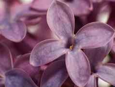淡紫色花紫丁香紫丁香寻常的