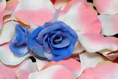 蓝色的玫瑰粉红色的玫瑰花瓣