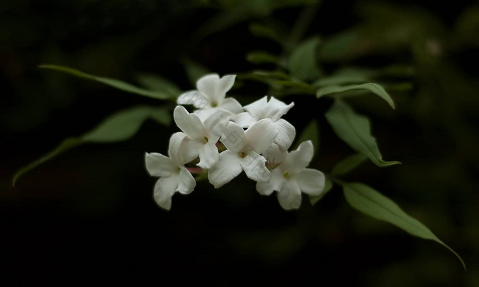 茉莉花开花