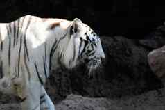 黑色的白色条纹老虎