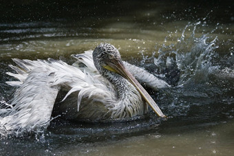 鹈鹕<strong>溅水</strong>