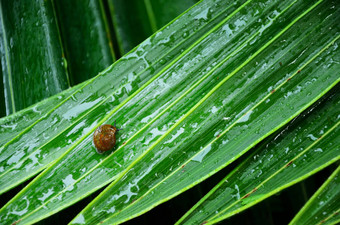蜗牛湿叶子滴