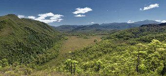 澳大利亚雨森林