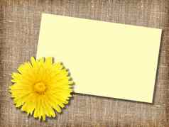 黄色的dandelion-flower张留言卡